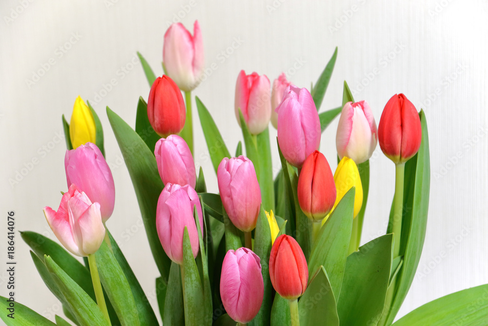 Obraz premium Tulipan