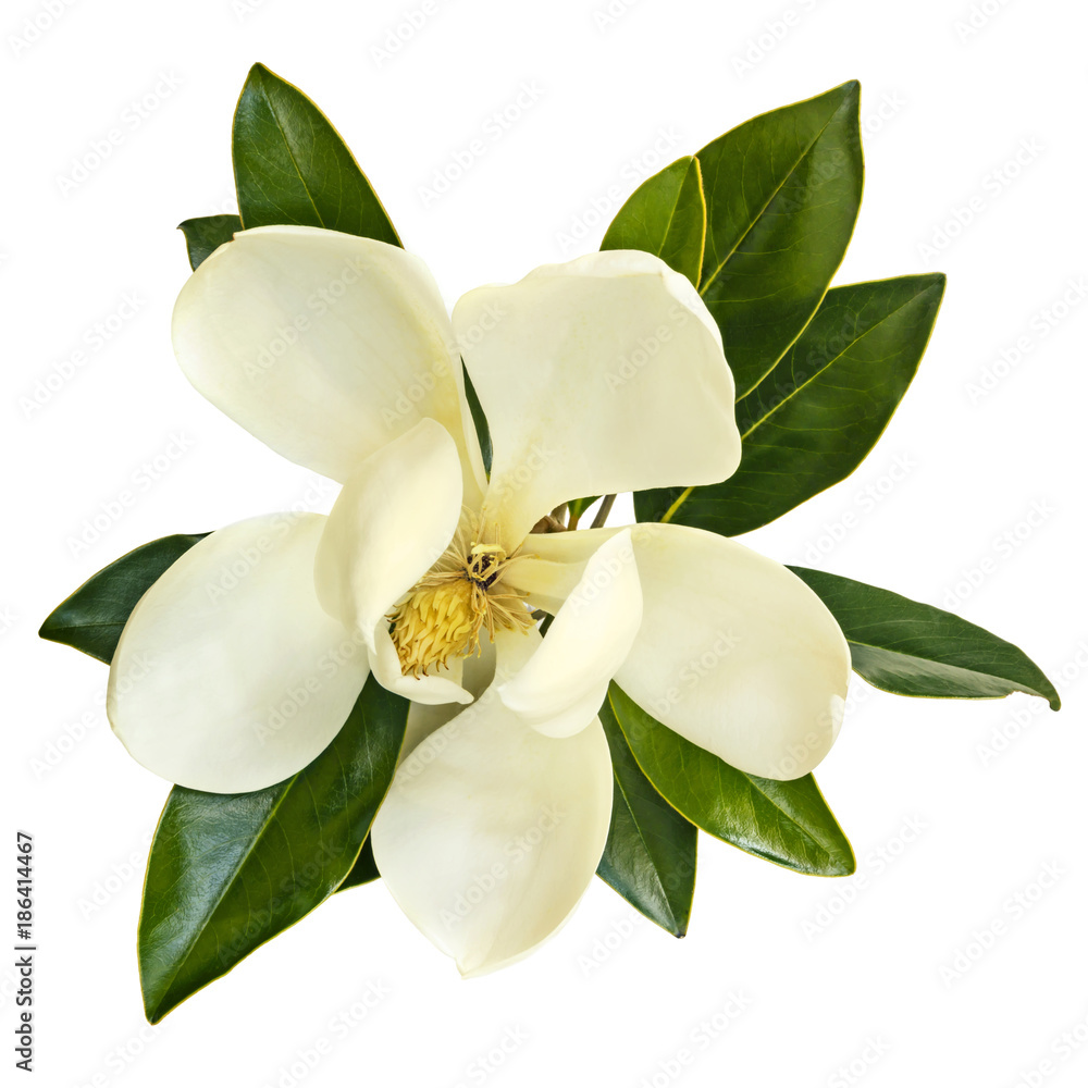 Naklejka premium Magnolia Flower Top View Isolated on White