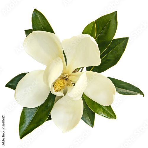 Magnolia Flower Top View Isolated on White