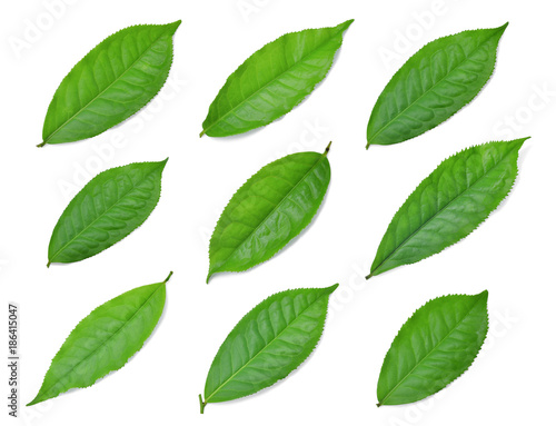 collection of green tea leaf isolated on white background © boonchuay1970