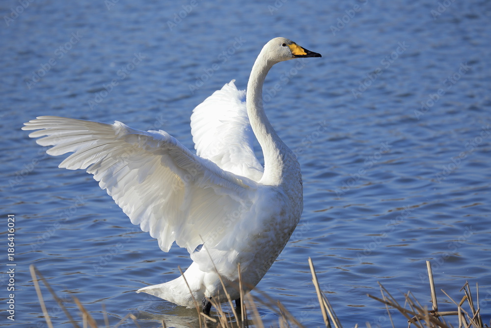 Obraz premium 翼を広げる白鳥 Swans spreading wings