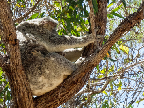 Koala with joy
