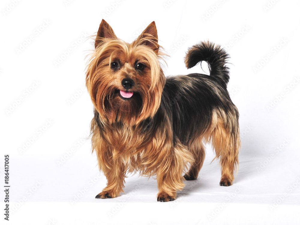 Australian Terrier Australian Terrier