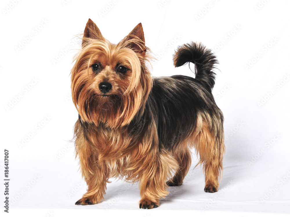 Australian Terrier Australian Terrier