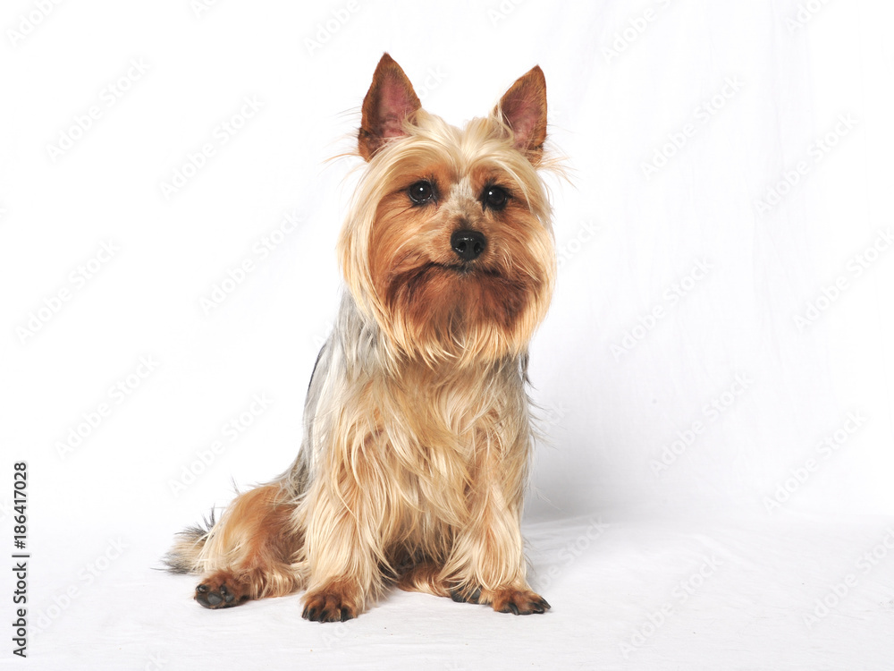 Australian Terrier