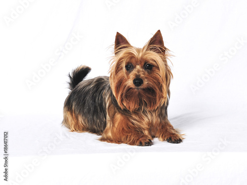 Australian Silkie Terrier dog laying down