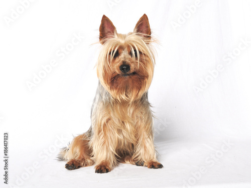 Obraz na płótnie Australian Terrier