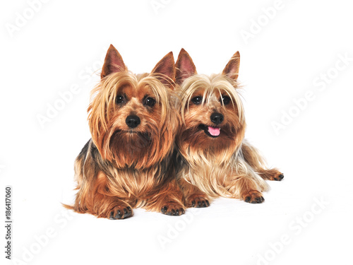 Two Australian Silkie Terriers together
