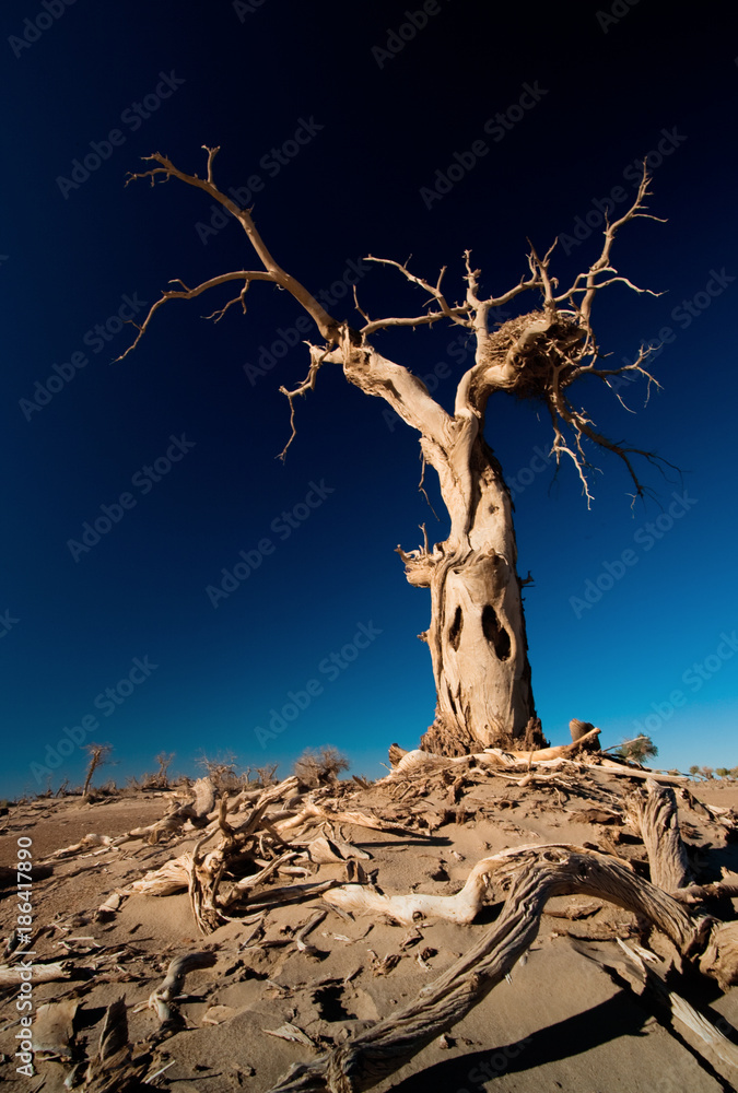 view of populus forest in Ejina, Inner Mongolia, China view of populus forest in Ejina, Inner Mongolia, China