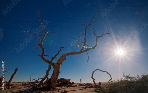 view of populus forest in Ejina, Inner Mongolia, China photo