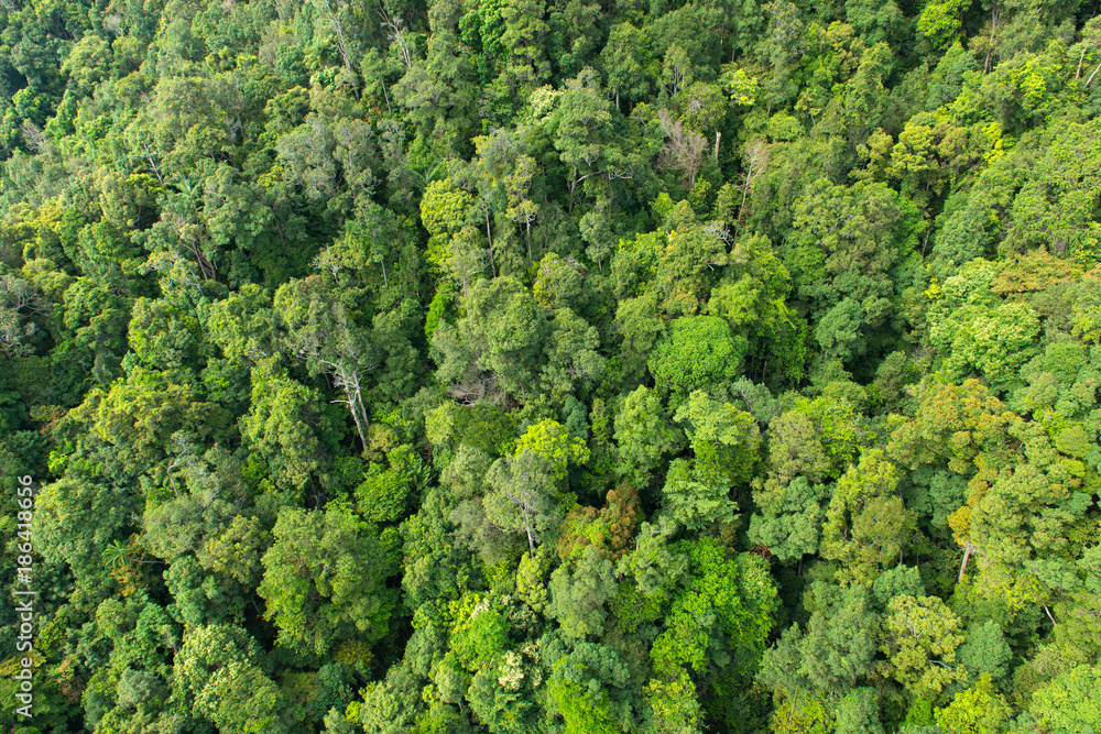 Dense tropical rainforest in Malaysia