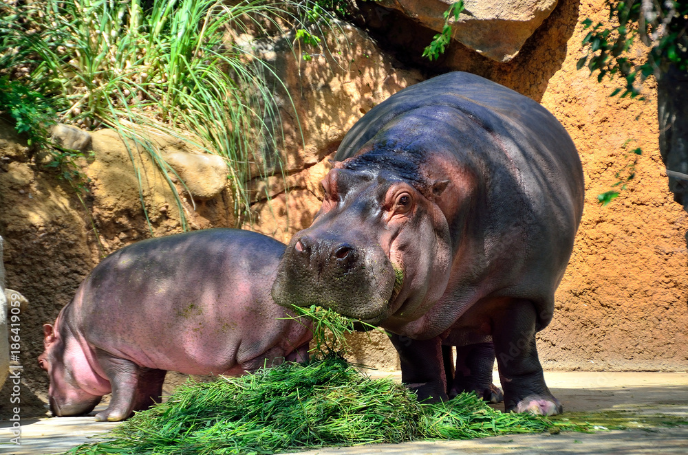 カバ親子の食事風景 カバ親子の食事風景