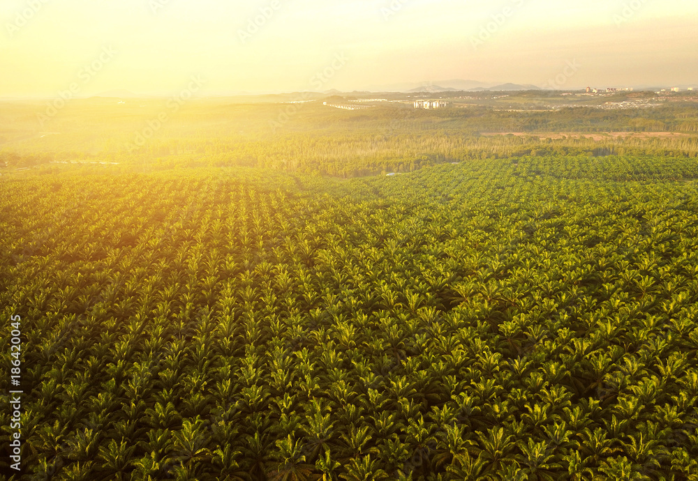 Fototapeta premium Aerial view of green palm plantation during sunset with flare effect.