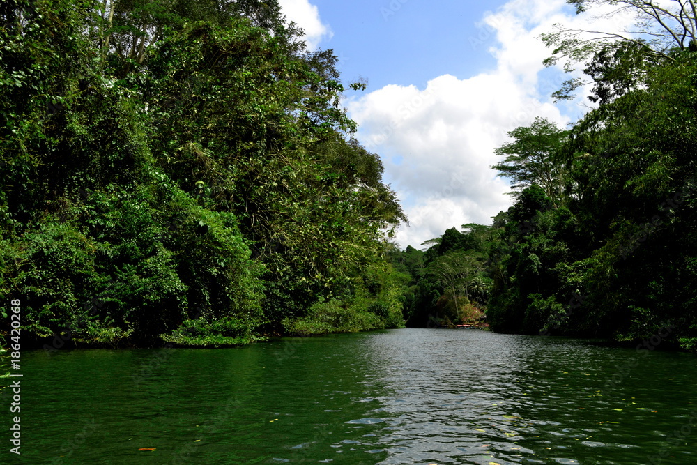beautiful scenery of a river among jungle and trees beautiful scenery of a river among jungle and trees