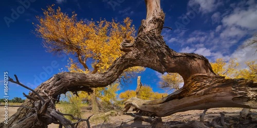 view of populus forest in Ejina, Inner Mongolia, China
