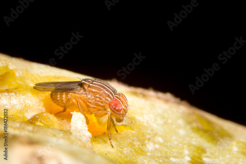 Drosophila melanogaster(Fruit Fly) photo