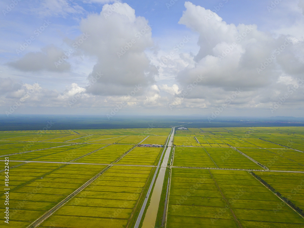 Aerial view scenery of yellow paddy field. Aerial view scenery of yellow paddy field.