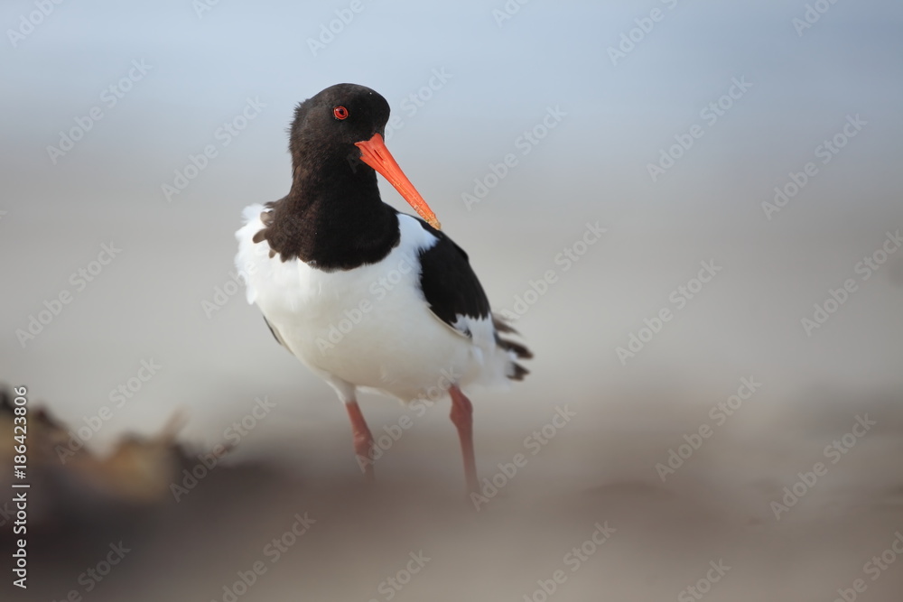 Haematopus ostralegus. The wild nature of the North Sea. Mid-sized bird. Bird on the beach. Germany. Beautiful nature. Haematopus ostralegus. The wild nature of the North Sea. Mid-sized bird. Bird on the beach. Germany. Beautiful nature.