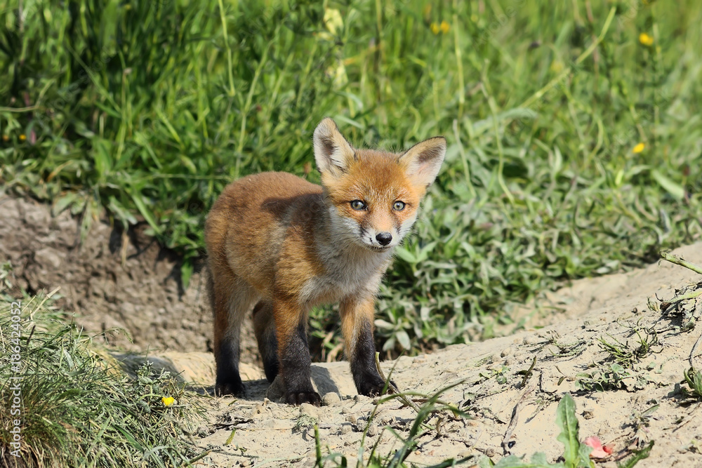 eurasian red fox cub