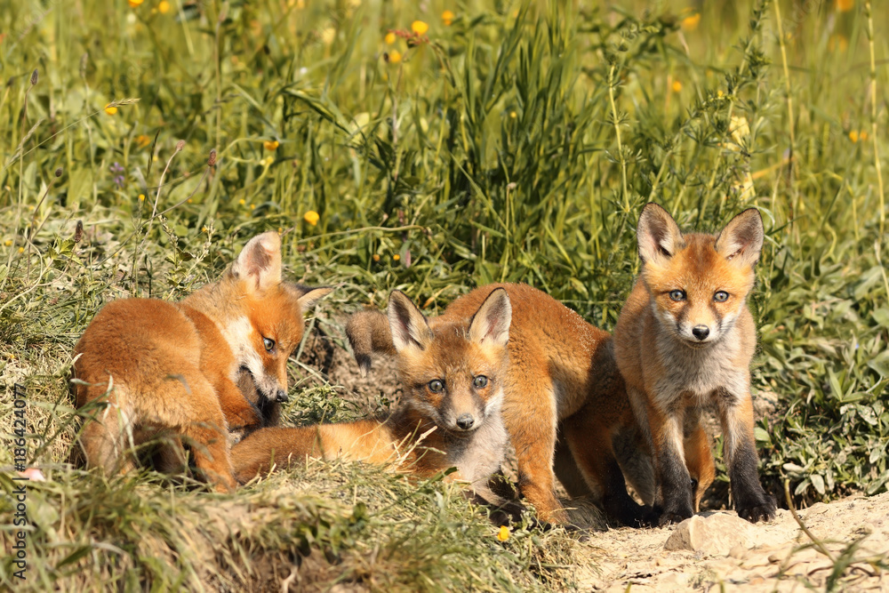 family of young red foxes