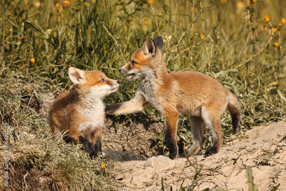 fox brothers playing in natural habitat
