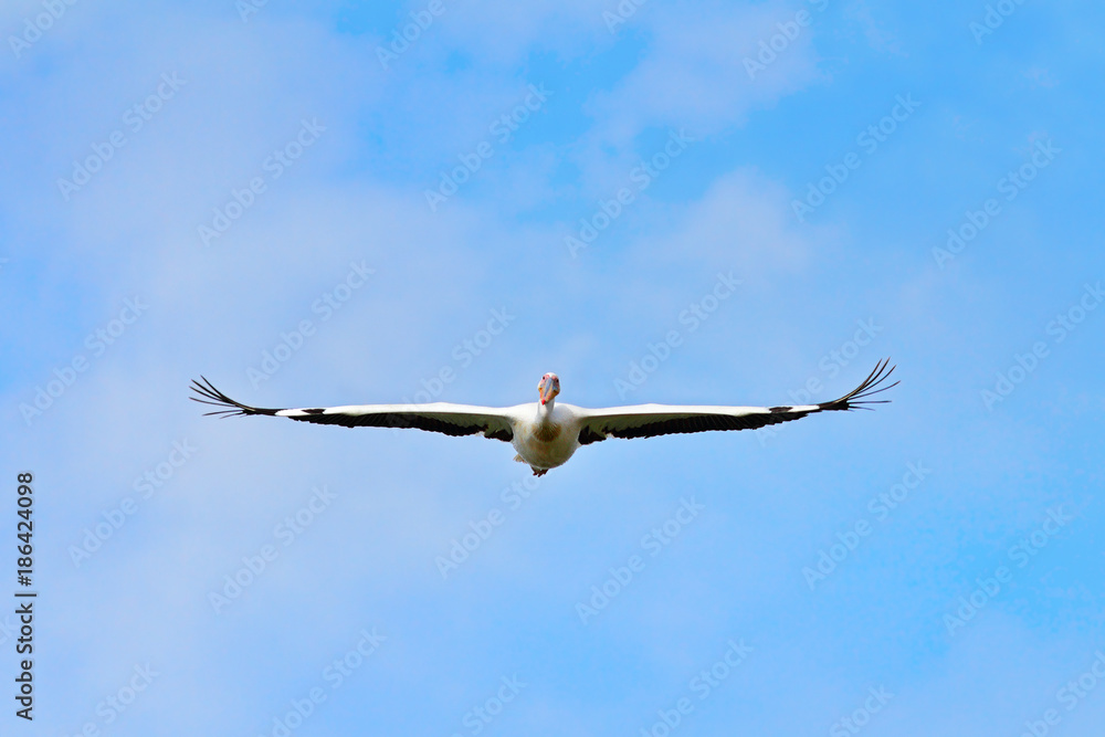 great white pelican flying towards the camera great white pelican flying towards the camera