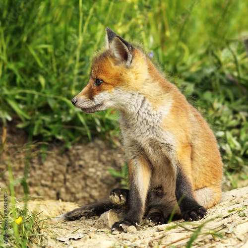 Wallpaper Mural closeup of young red fox Torontodigital.ca