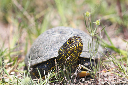 european pond turtle close up photo