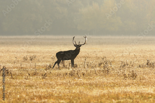 fallow deer stag on meadow in morning light
