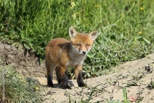 eurasian red fox cub © taviphoto