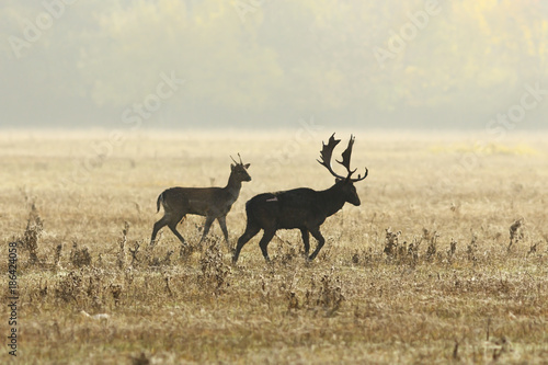 Photography fallow deers in mating season on meadow