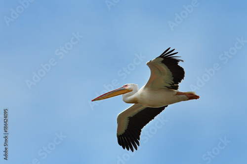 great white pelican flying over the camera