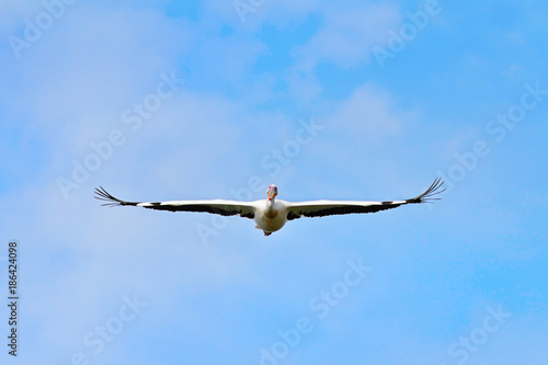 great white pelican flying towards the camera