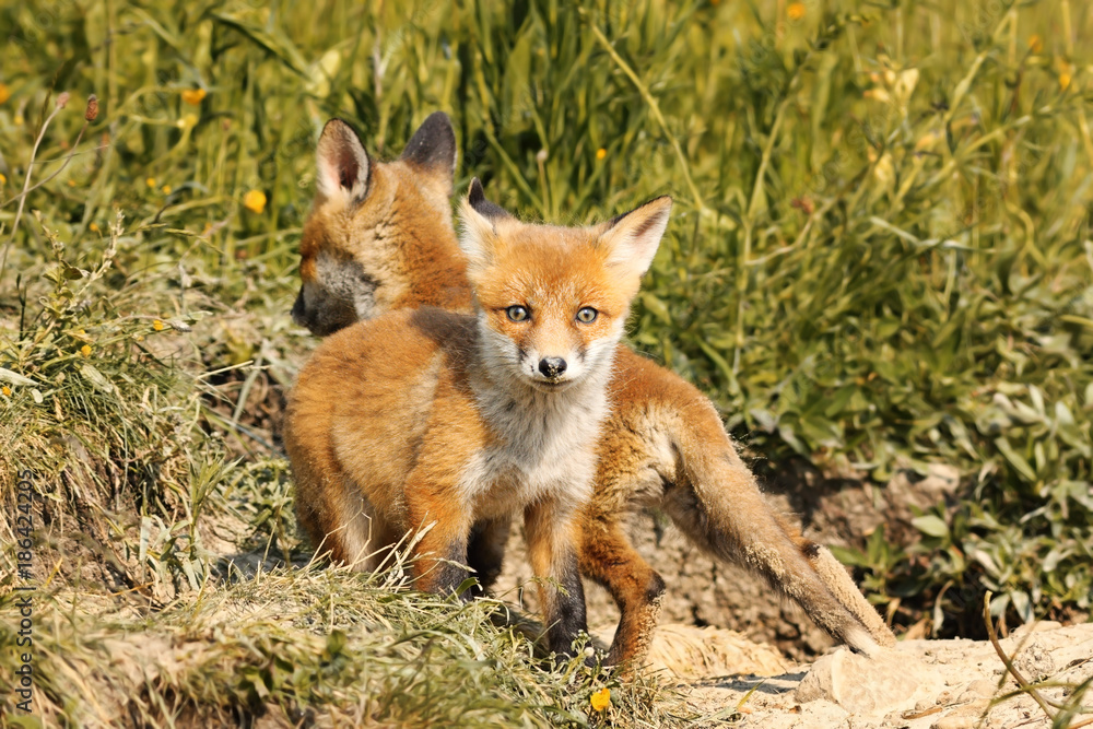 tiny european red fox cub tiny european red fox cub