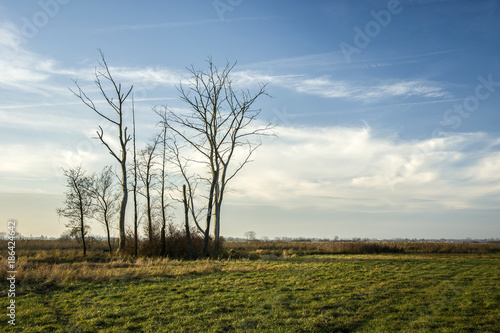 Group of trees without leaves on a large meadow and blue sky