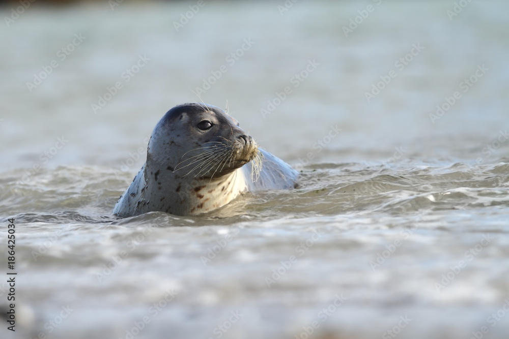 Fototapeta premium Phocidae. Beautiful wild nature of the North Sea. Germany. Seal on the beach. Nature of Europe.
