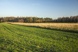 Green field and grassy meadow, forest and blue sky