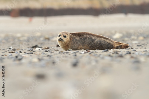 Phocidae. Beautiful wild nature of the North Sea. Germany. Seal on the beach. Nature of Europe.
