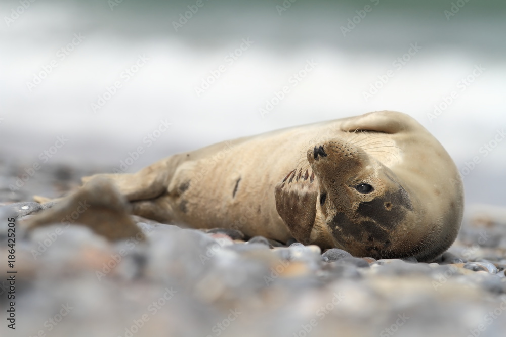 Fototapeta premium Phocidae. Beautiful wild nature of the North Sea. Germany. Seal on the beach. Nature of Europe.