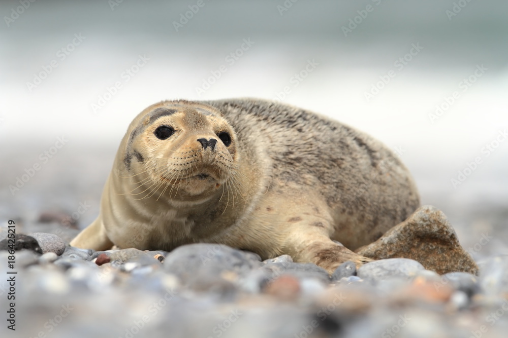 Obraz premium Phocidae. Beautiful wild nature of the North Sea. Germany. Seal on the beach. Nature of Europe.
