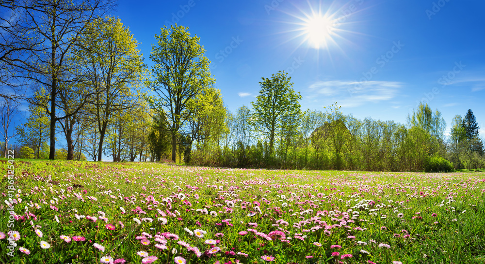 Fototapeta premium Łąka z dużą ilością białych i różowych wiosennych kwiatów daisy w słoneczny dzień