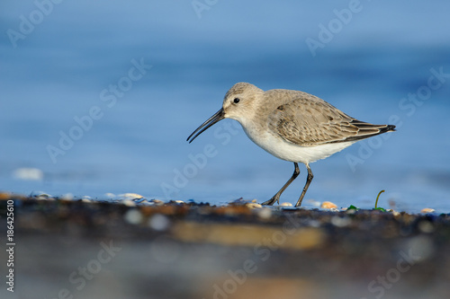 Sandpiper (Calidris alpina) photographed in its natural environment, the sea in winter.