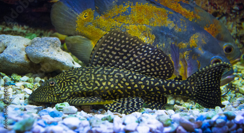 Sailfin Pleco. Plecostumus fish. Loricariidae photo