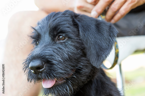 Closeup view of the head of the cute puppy of Giant Black Schnauzer dog.