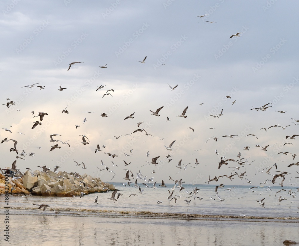 Seagulls, pigeons and egretts flying around a small estuary in Beirut suburb where they gather during migration