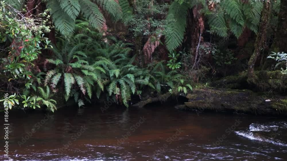 surprise river, a tributary of the franklin river, on the west coast of tasmania surprise river, a tributary of the franklin river, on the west coast of tasmania