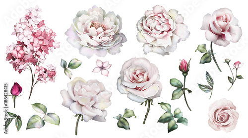 Set watercolor elements of roses, peonies collection garden pink flowers, leaves, branches, Botanic illustration isolated on white background. bud of roses