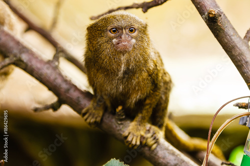 Εκτύπωση καμβά pygmy marmoset