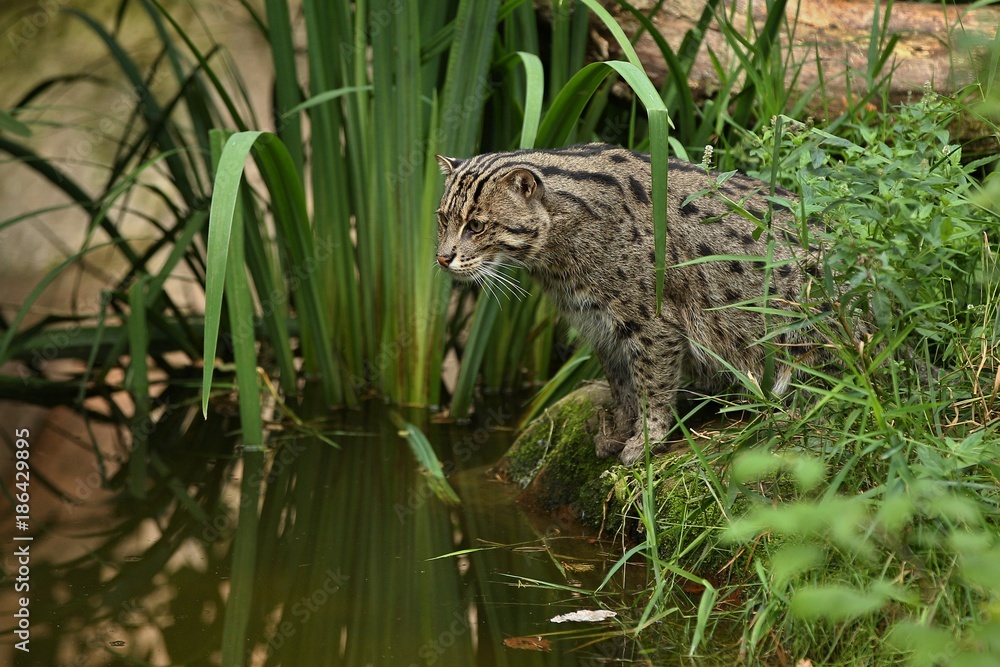 Beautiful and elusive fishing cat in the nature habitat near water. Endangered species of cats living in captivity. Kind of small cats. Prionailurus viverrinus. Beautiful and elusive fishing cat in the nature habitat near water. Endangered species of cats living in captivity. Kind of small cats. Prionailurus viverrinus.