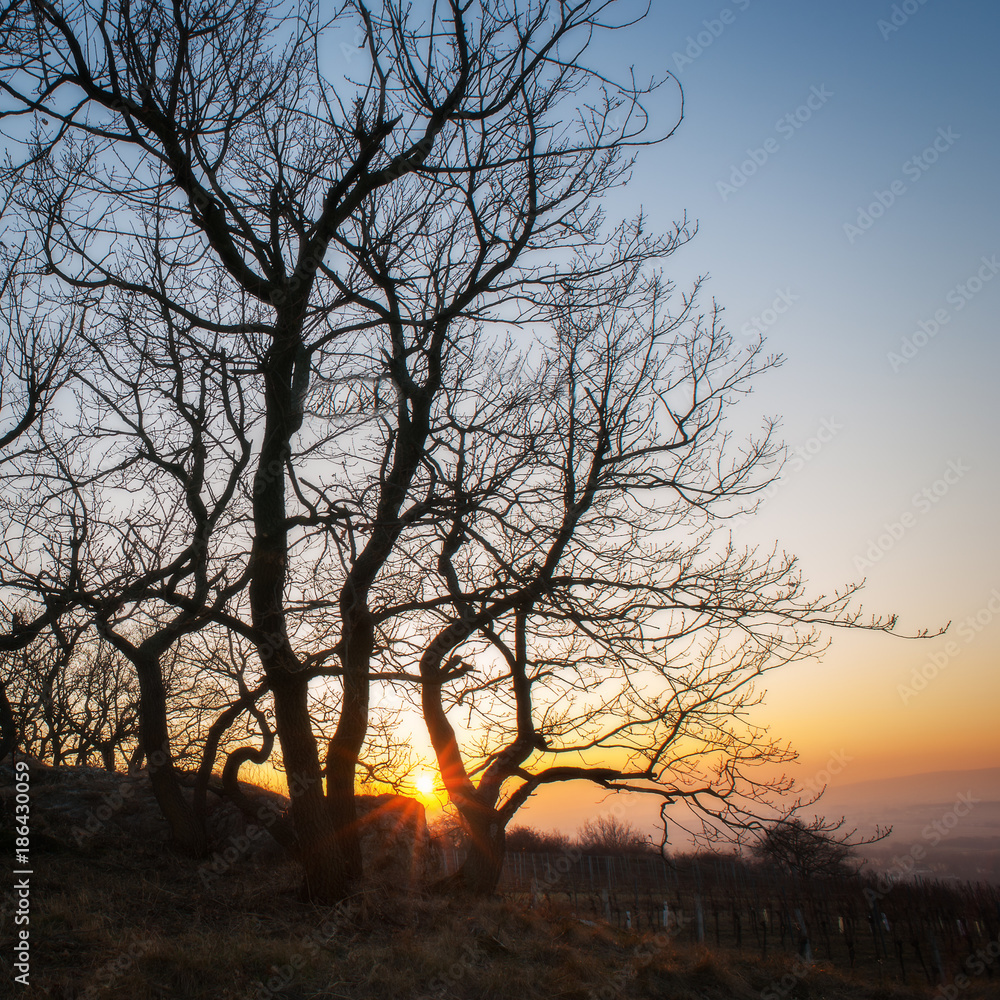 Sonnenuntergang mit Baum im Vordergrund